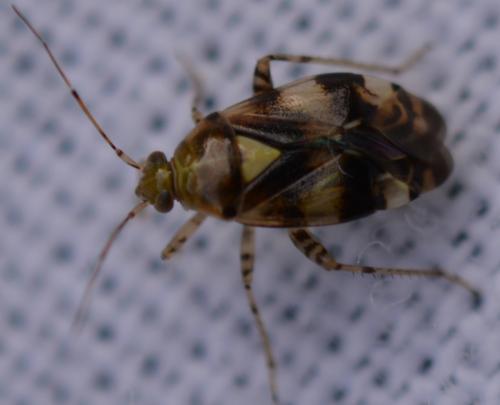 Liocoris tripustulatus